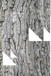 Tree Bark