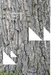 Tree Bark