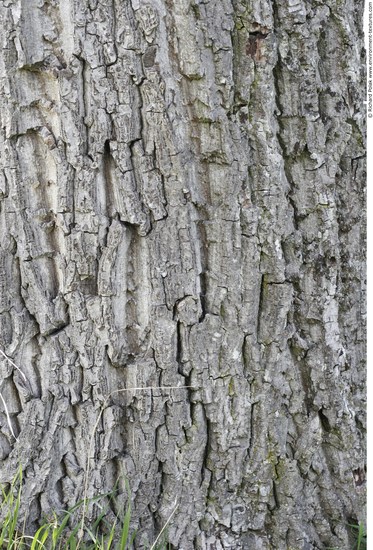 Tree Bark