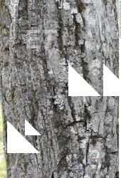Tree Bark