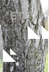 Tree Bark