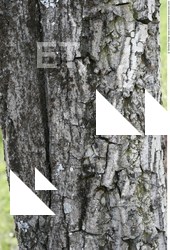 Tree Bark