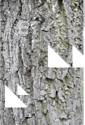 Tree Bark