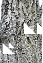 Tree Bark
