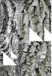 Tree Bark