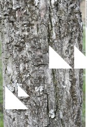 Tree Bark