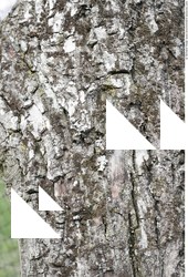 Tree Bark