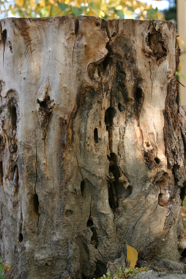 Tree Bark