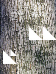 Tree Bark