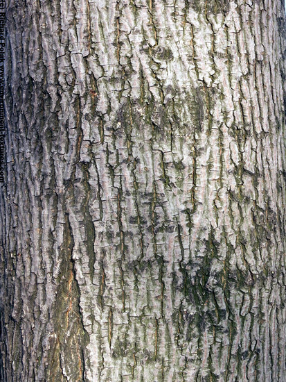 Tree Bark