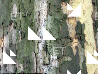 Tree Bark