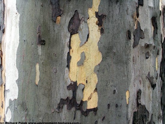 Tree Bark