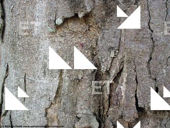 Tree Bark