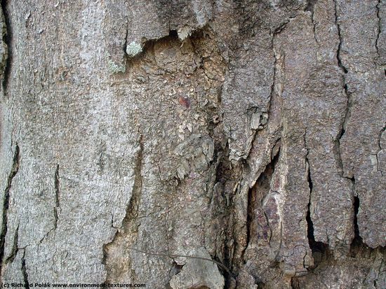 Tree Bark