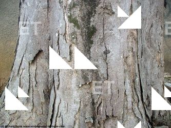 Tree Bark
