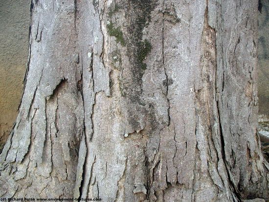 Tree Bark