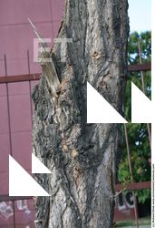 Tree Bark