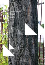 Tree Bark