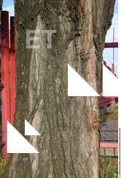Tree Bark