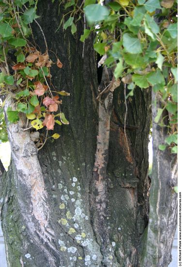 Tree Bark