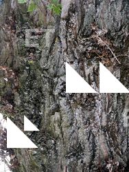 Tree Bark