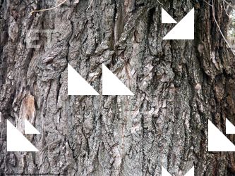 Tree Bark