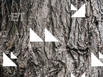 Tree Bark