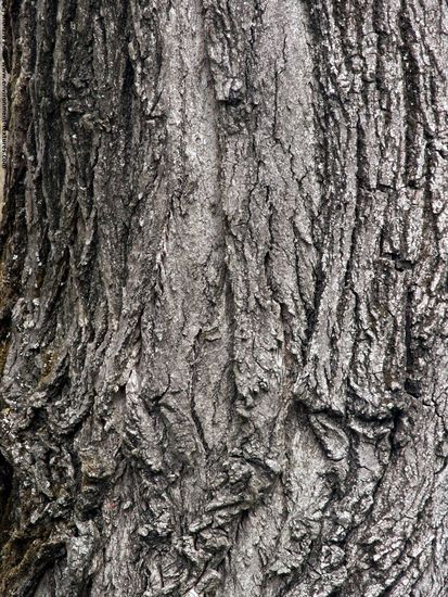 Tree Bark