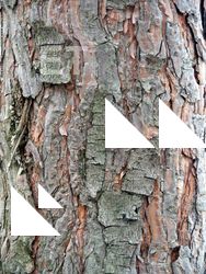 Tree Bark