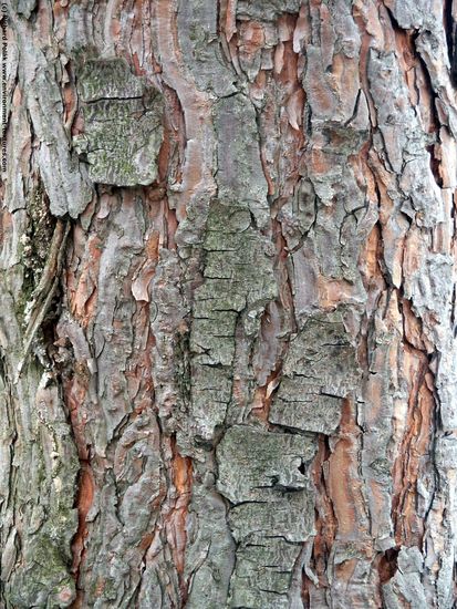 Tree Bark