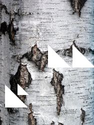 Tree Bark