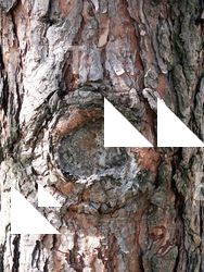 Tree Bark