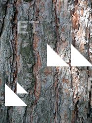 Tree Bark
