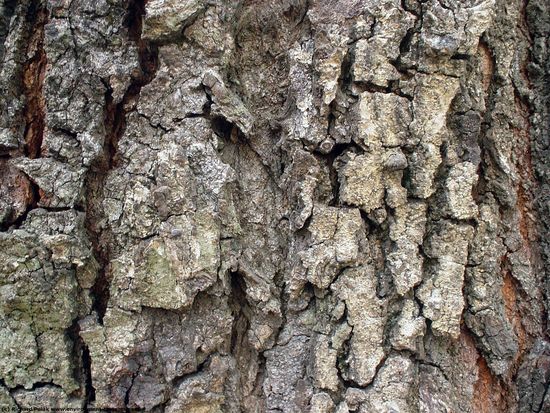 Tree Bark