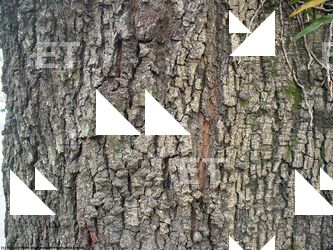 Tree Bark