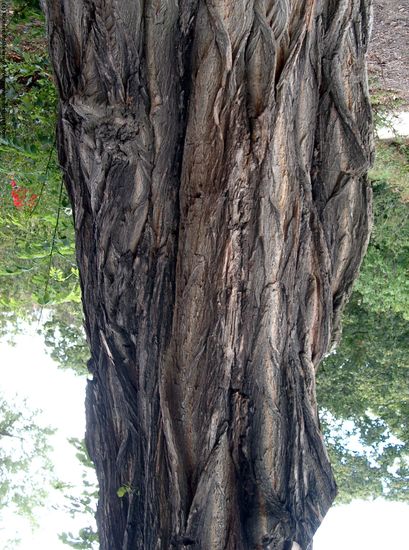 Tree Bark