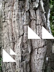 Tree Bark