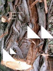 Tree Bark
