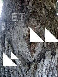 Tree Bark