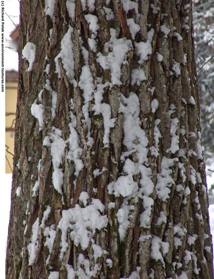 Tree Bark