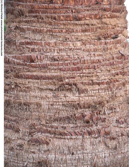 Tree Bark