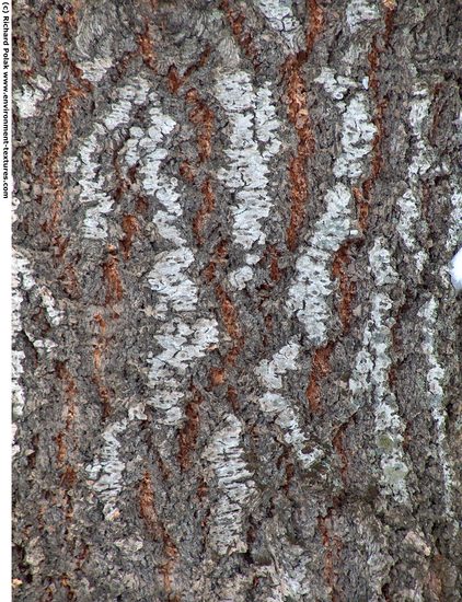 Tree Bark