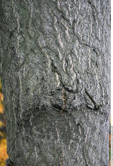 Tree Bark