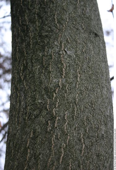 Tree Bark