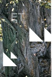 Tree Bark