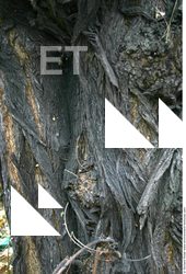 Tree Bark