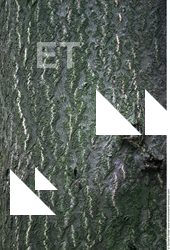 Tree Bark