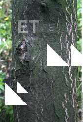 Tree Bark