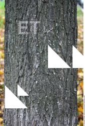 Tree Bark