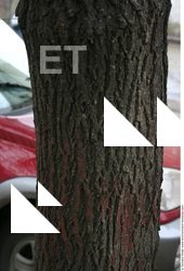 Tree Bark